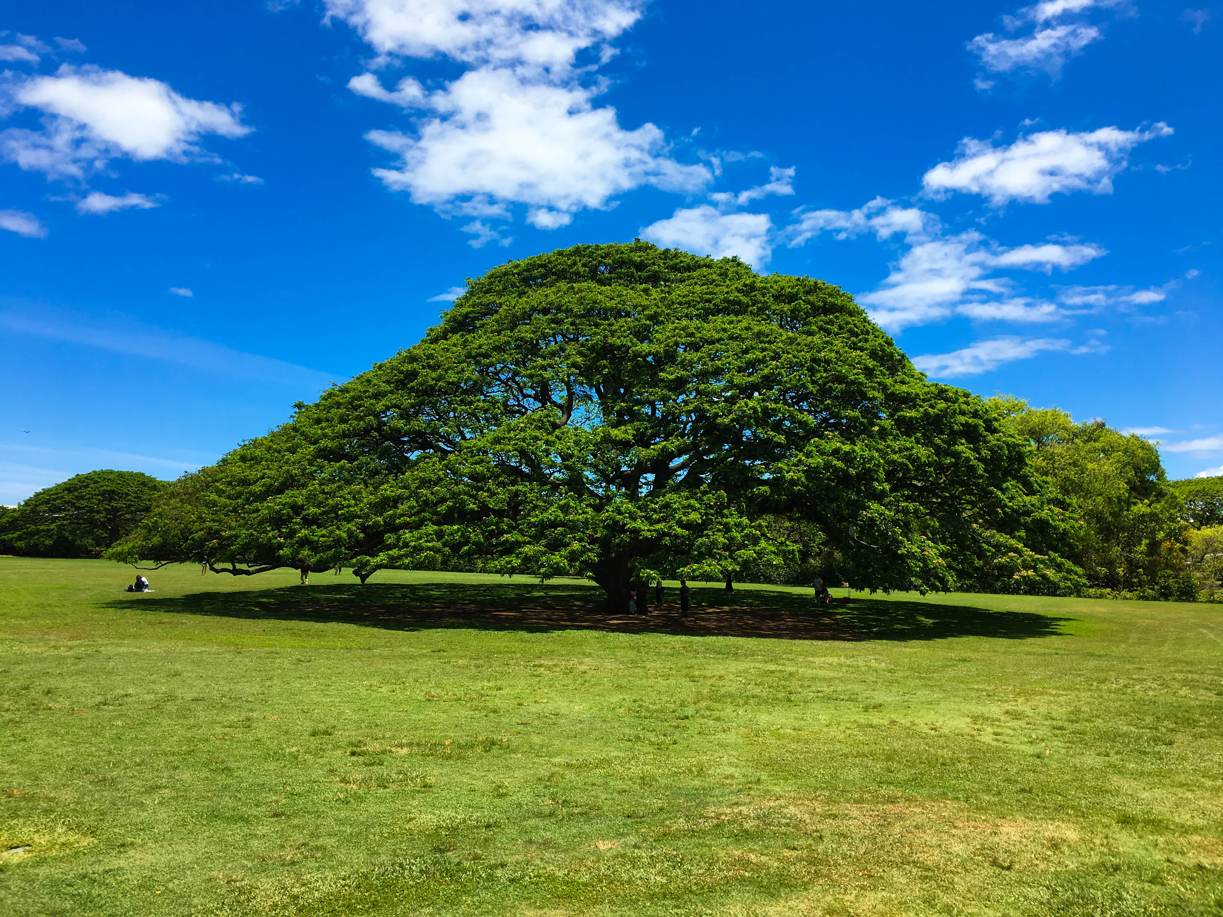 なん に 木 気 木 なる の 木 この この木なんの木気になる木。ハワイ・オアフ島にある「日立の樹」訪問レポ
